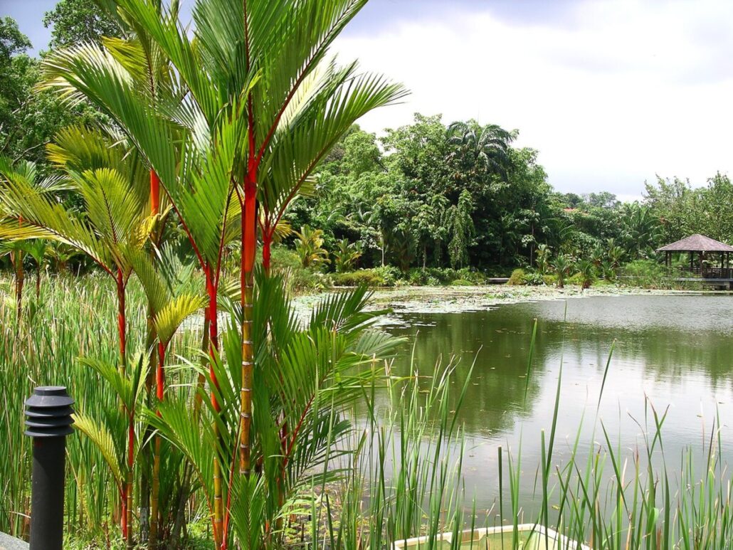 Symphony Lake Singapore Botanic Gardens